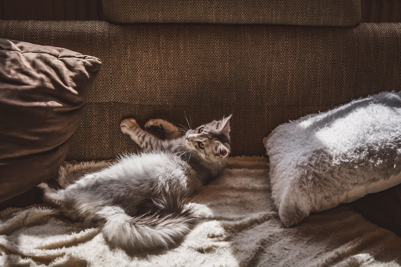 Cat resting on couch among pillows