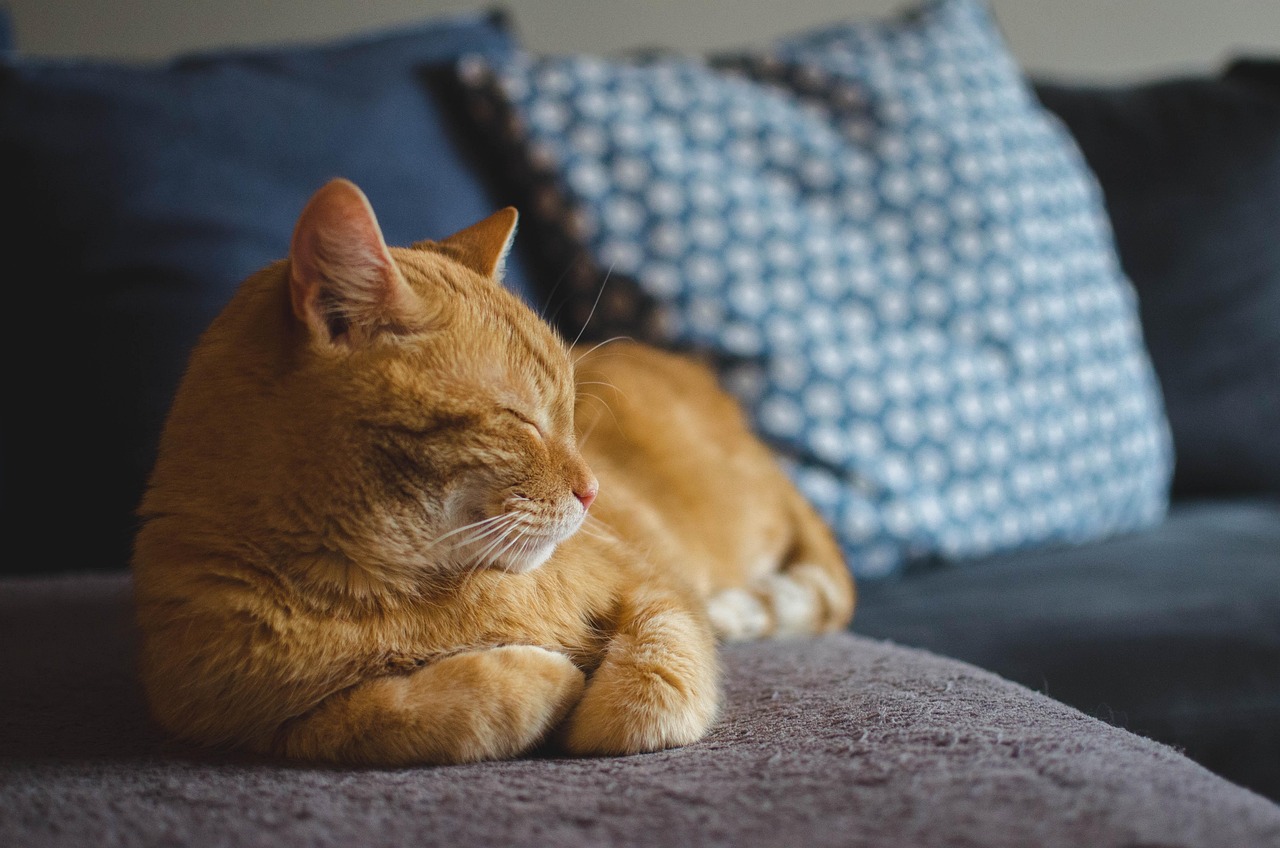 Orange tabby cat napping peacefully on the couch